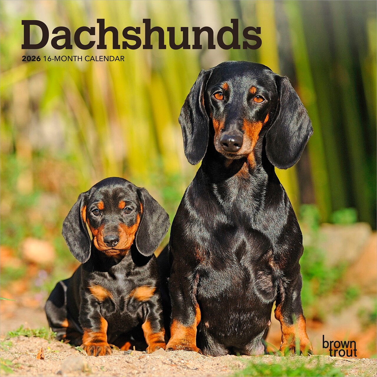 Dachshunds | 2026 7 x 14 Inch (Hanging) Monthly Mini Wall Calendar